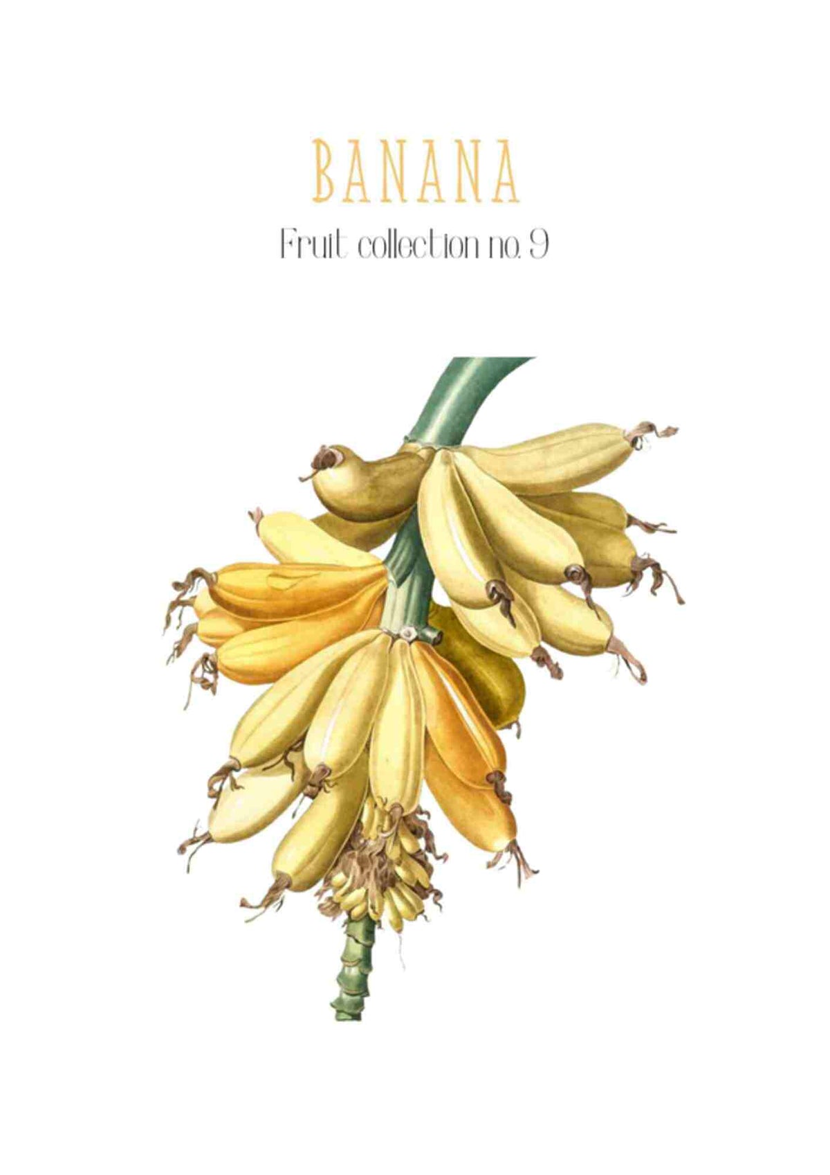 Frugtplakat - Bananklase