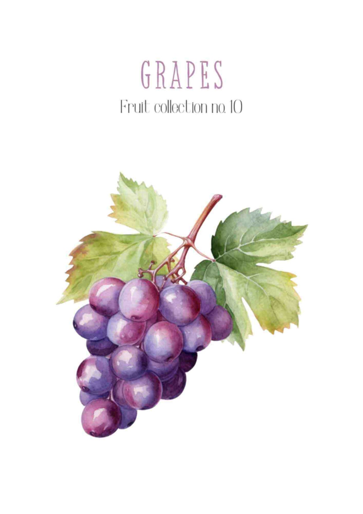 Frugtplakat - Vindruer