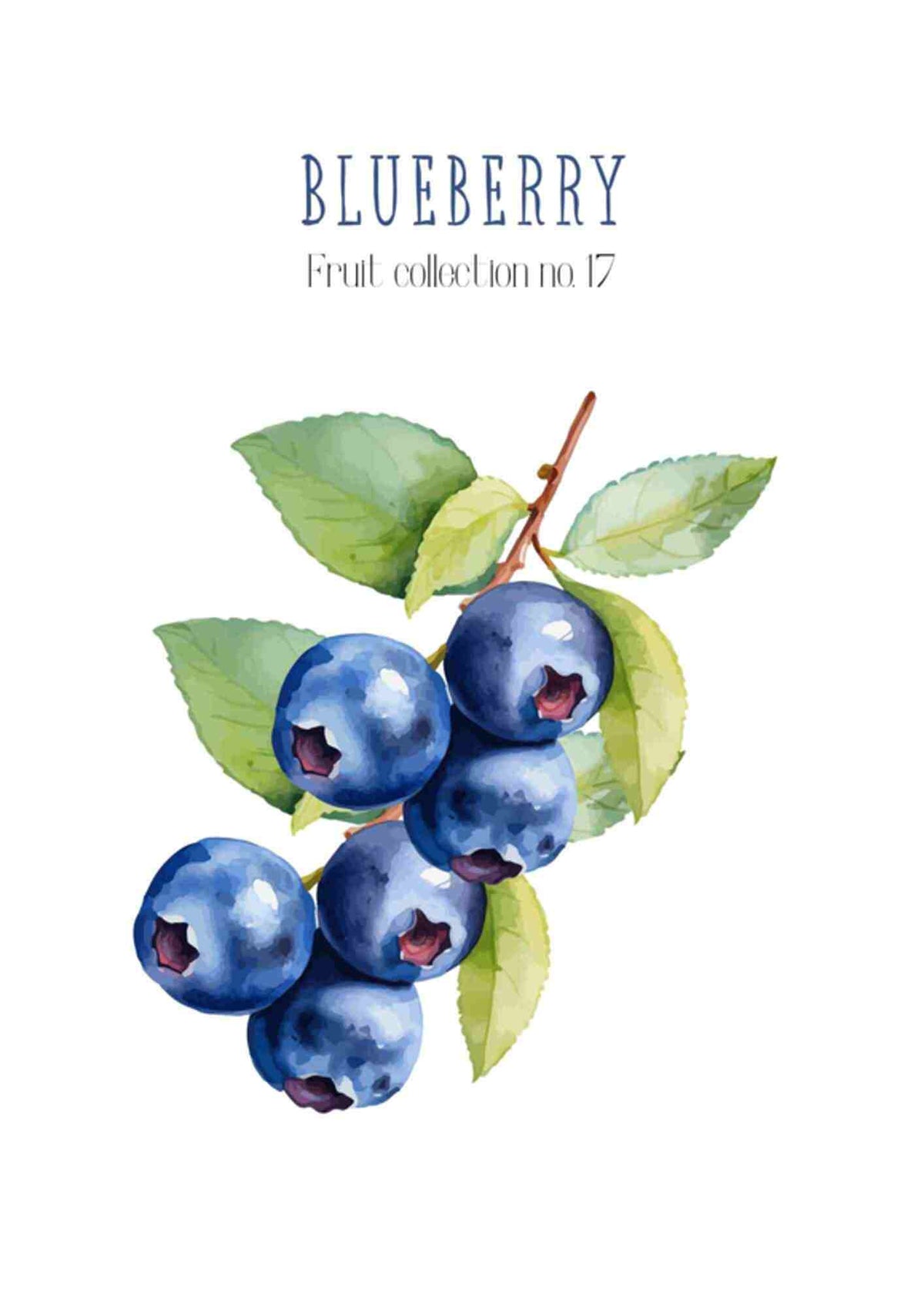 Frugtplakat - Blåbær