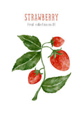 Frugtplakat - Jordbær