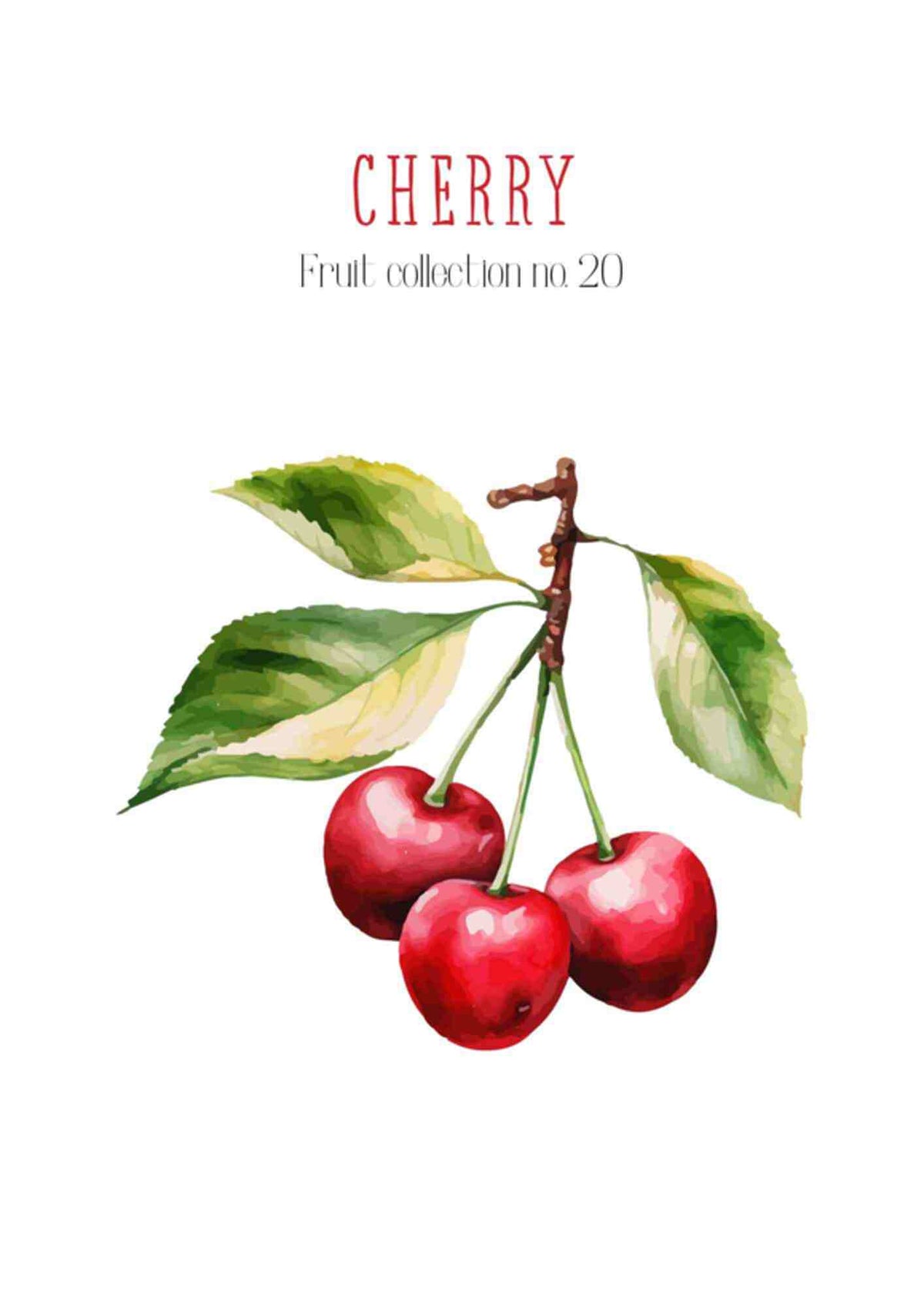 Frugtplakat - Kirsebær