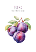 Frugtplakat - Blommer