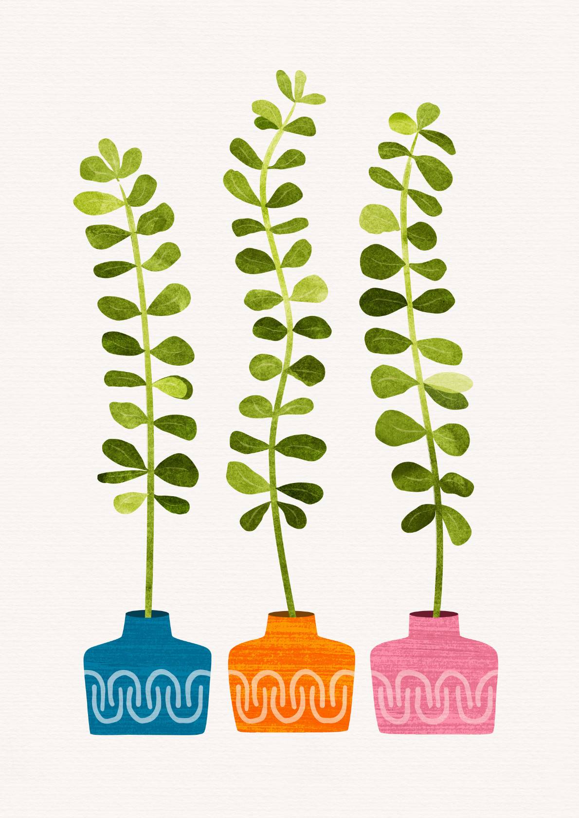 Sukkulente planter