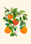 Citrus grene