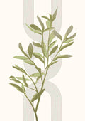 Eukalyptus geometri