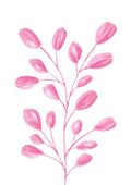 Rosa plante