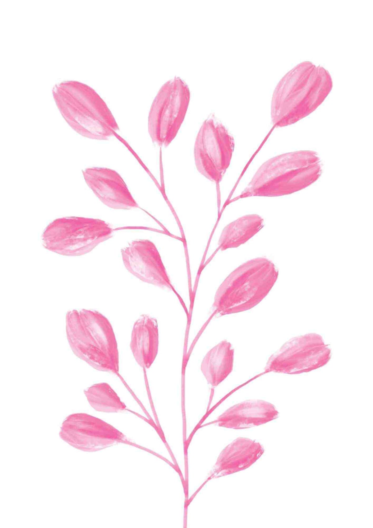 Rosa plante