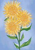 Solsikkeblomster
