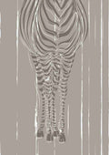 Zebra Silhuet