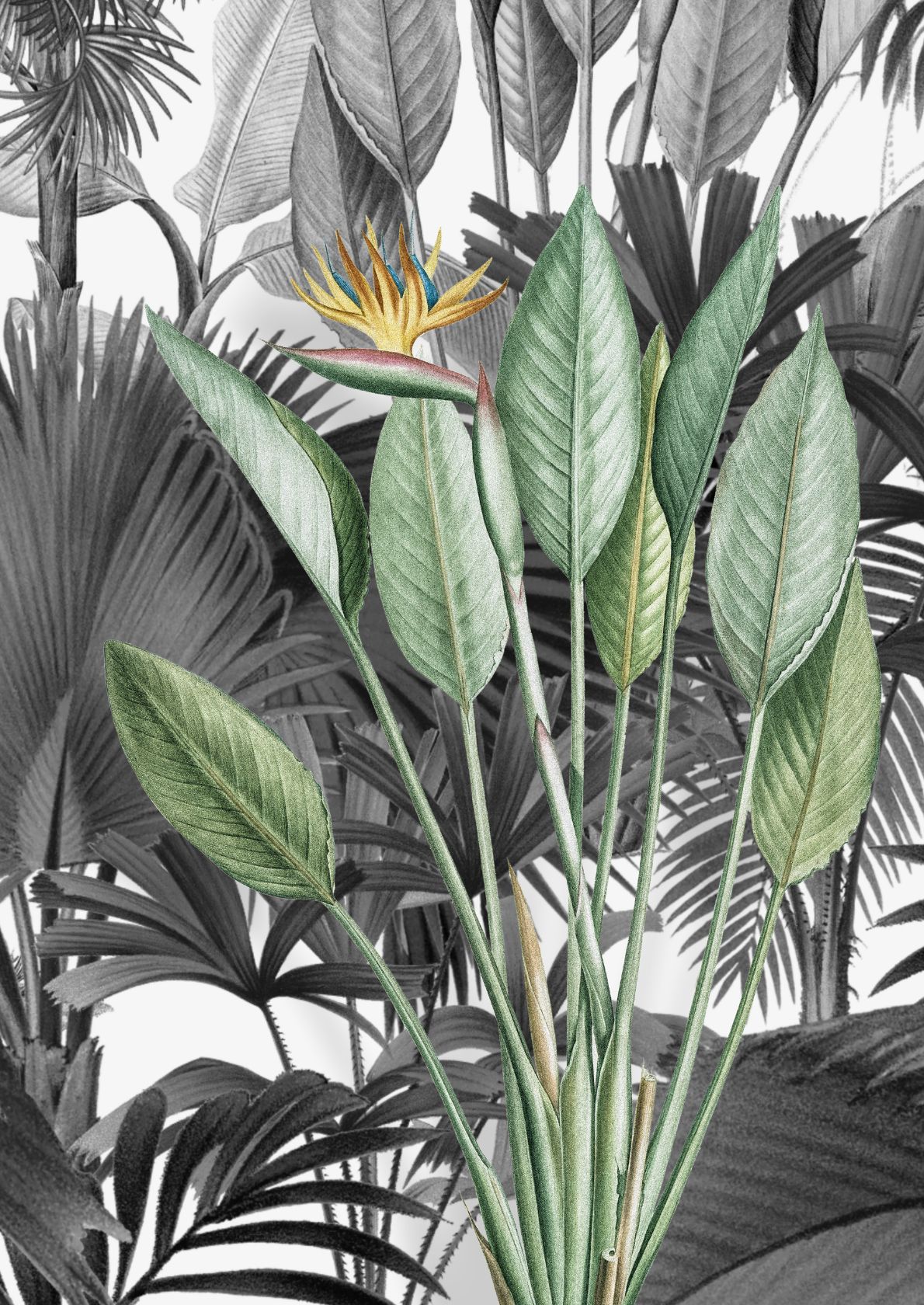 Strelitzia Blomst