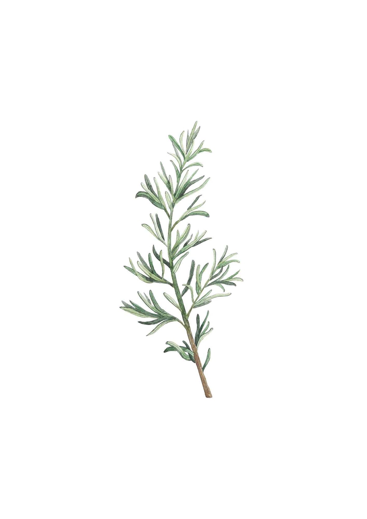 Rosmarin gren