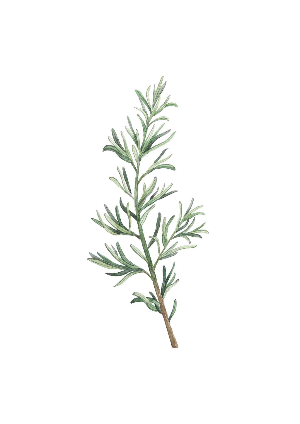 Rosmarin gren