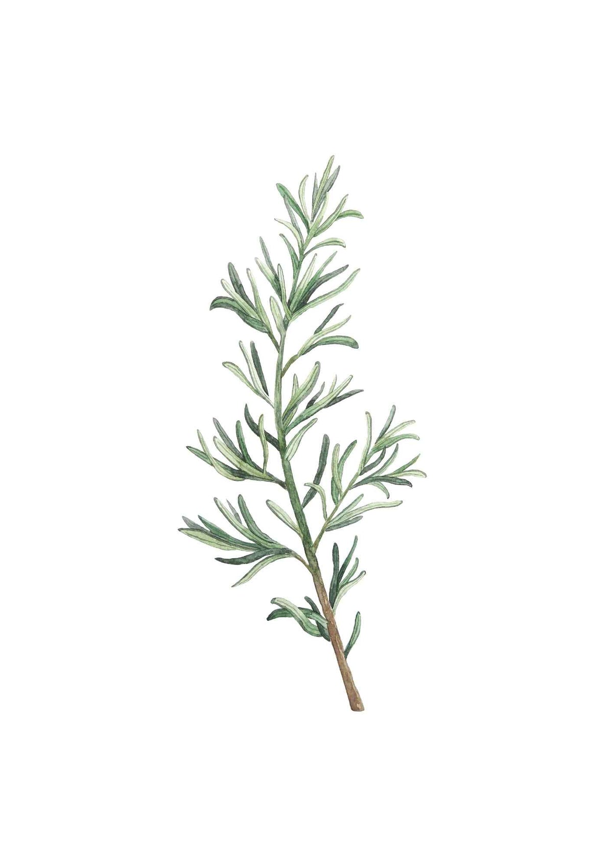Rosmarin gren