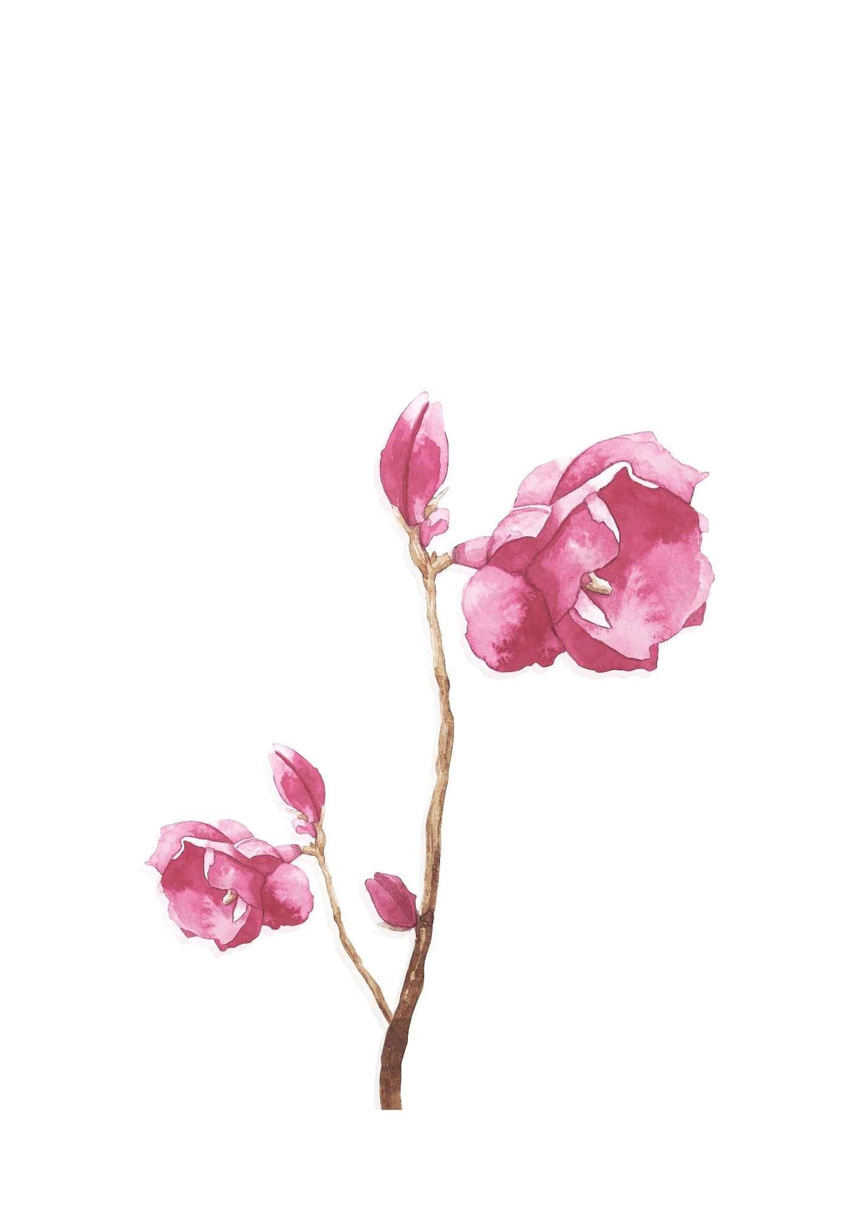 Vandfarve Rose