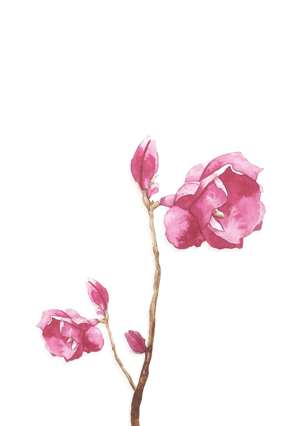 Vandfarve Rose