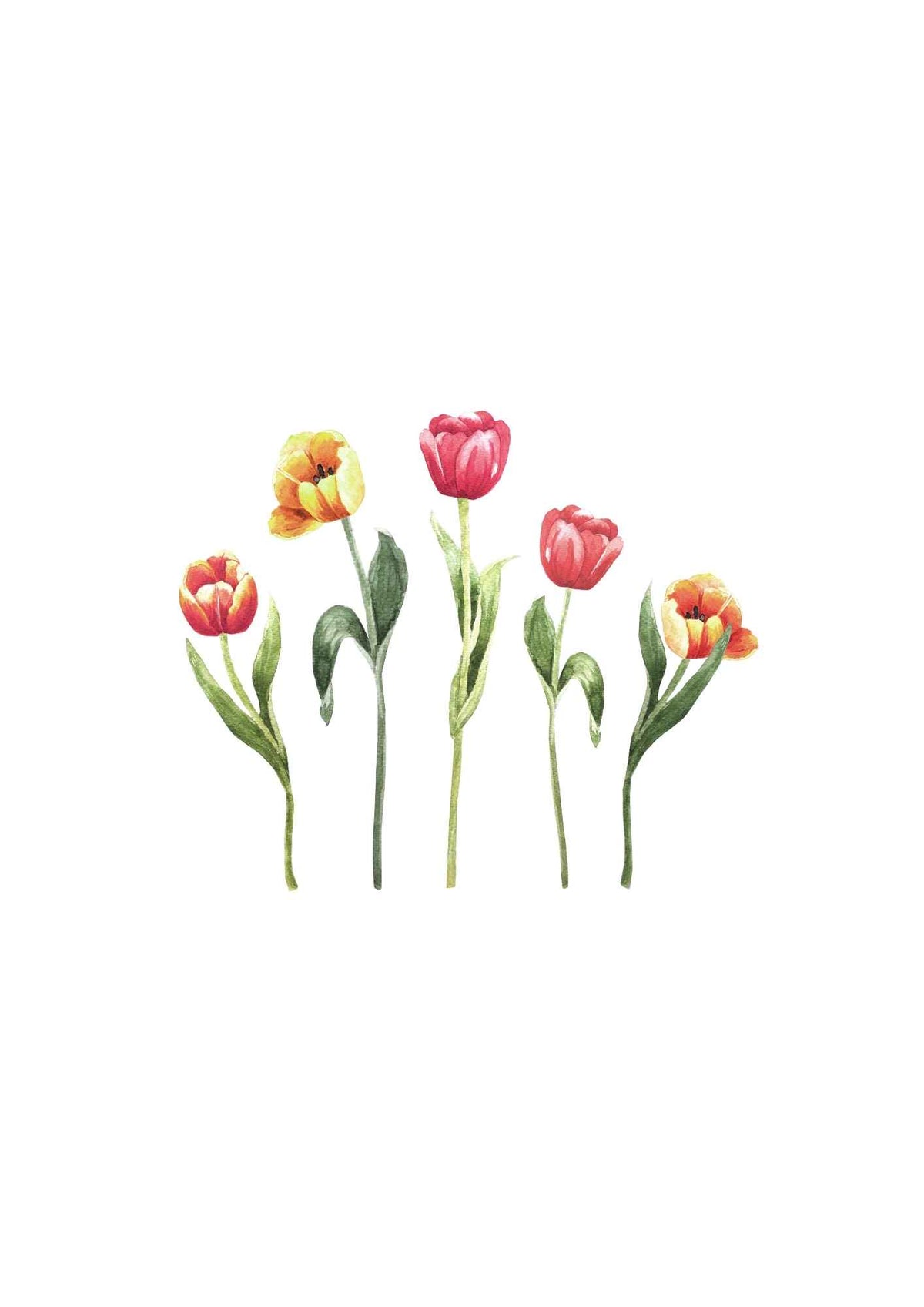 Tulipaner i farver