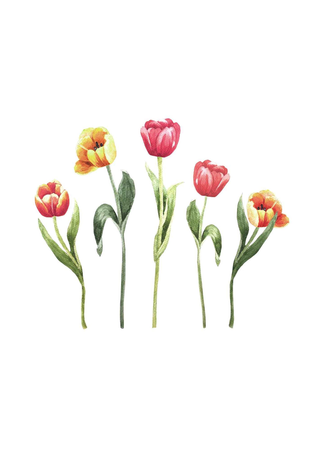 Tulipaner i farver