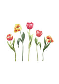 Tulipaner i farver