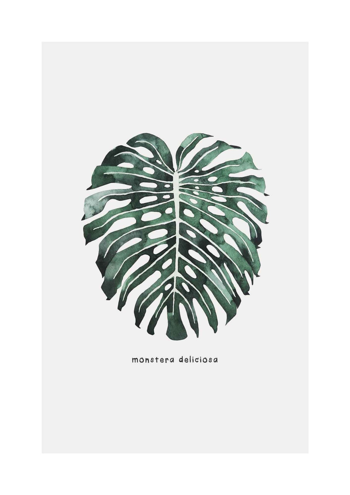 Monstera blad
