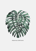 Monstera blad