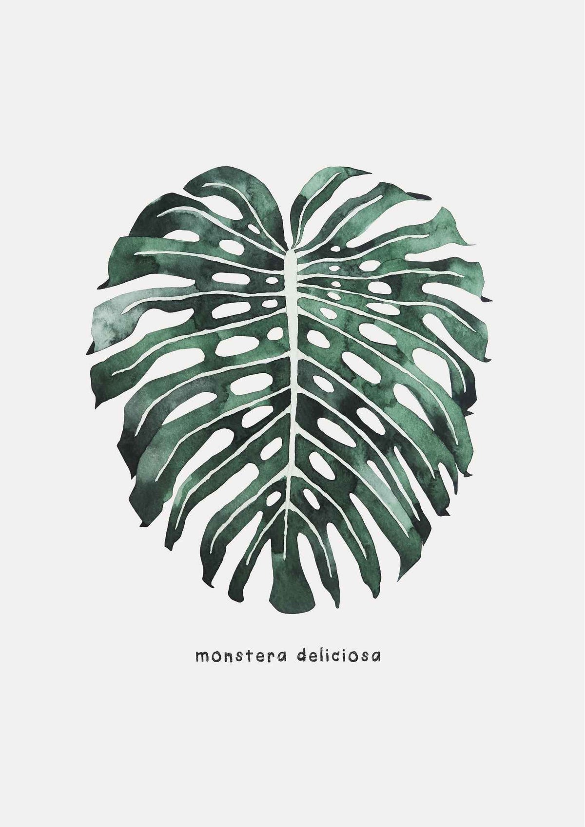 Monstera blad