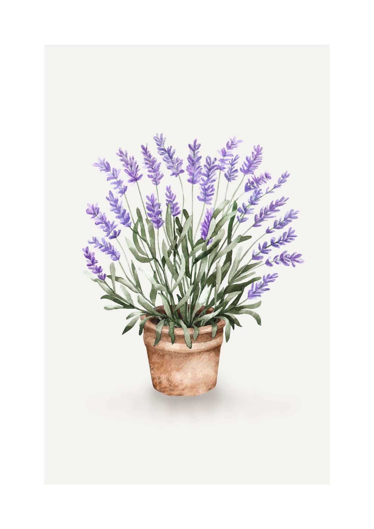 Lavendel i potte