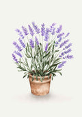 Lavendel i potte