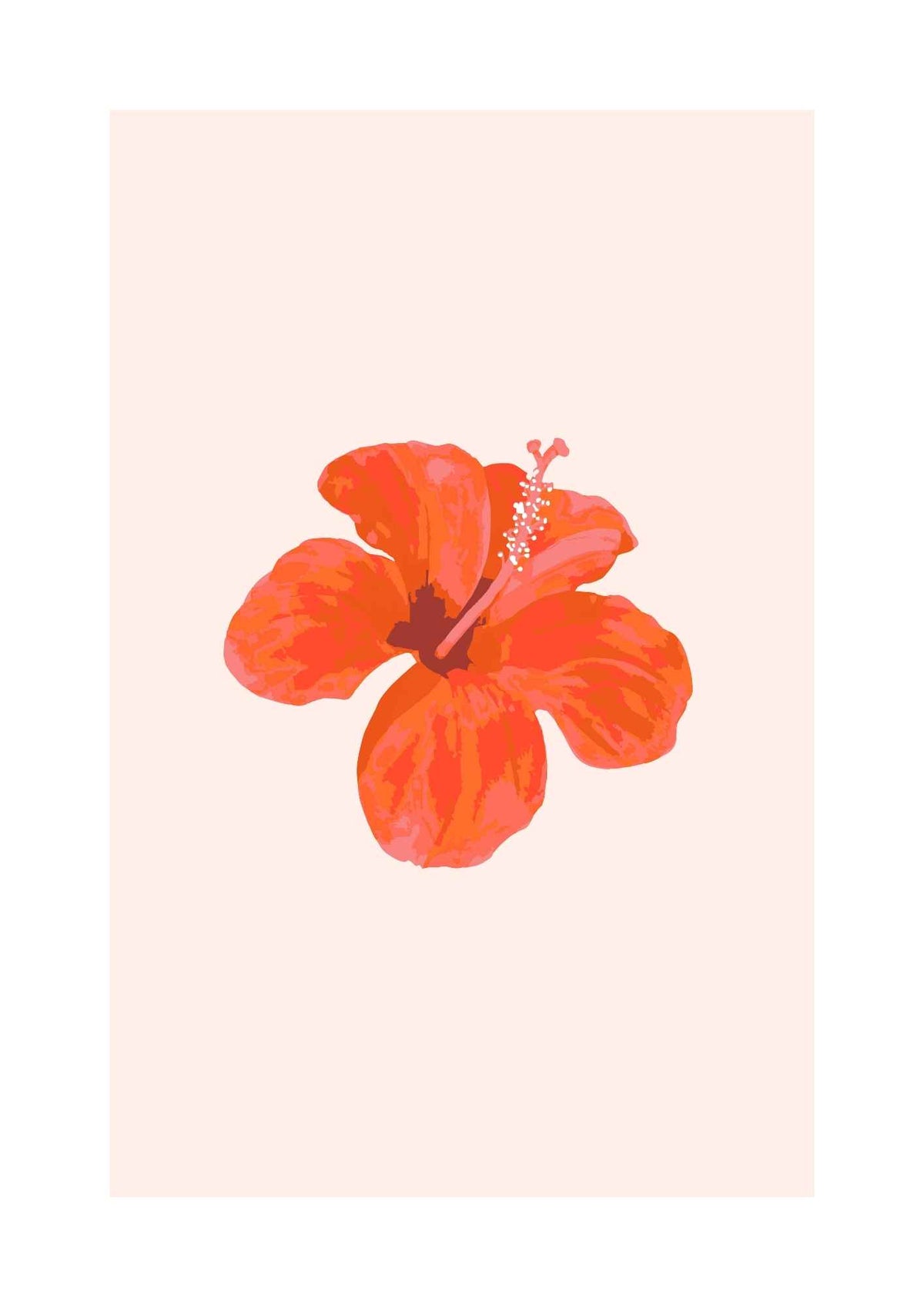Hibiscus blomst