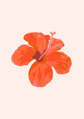 Hibiscus blomst