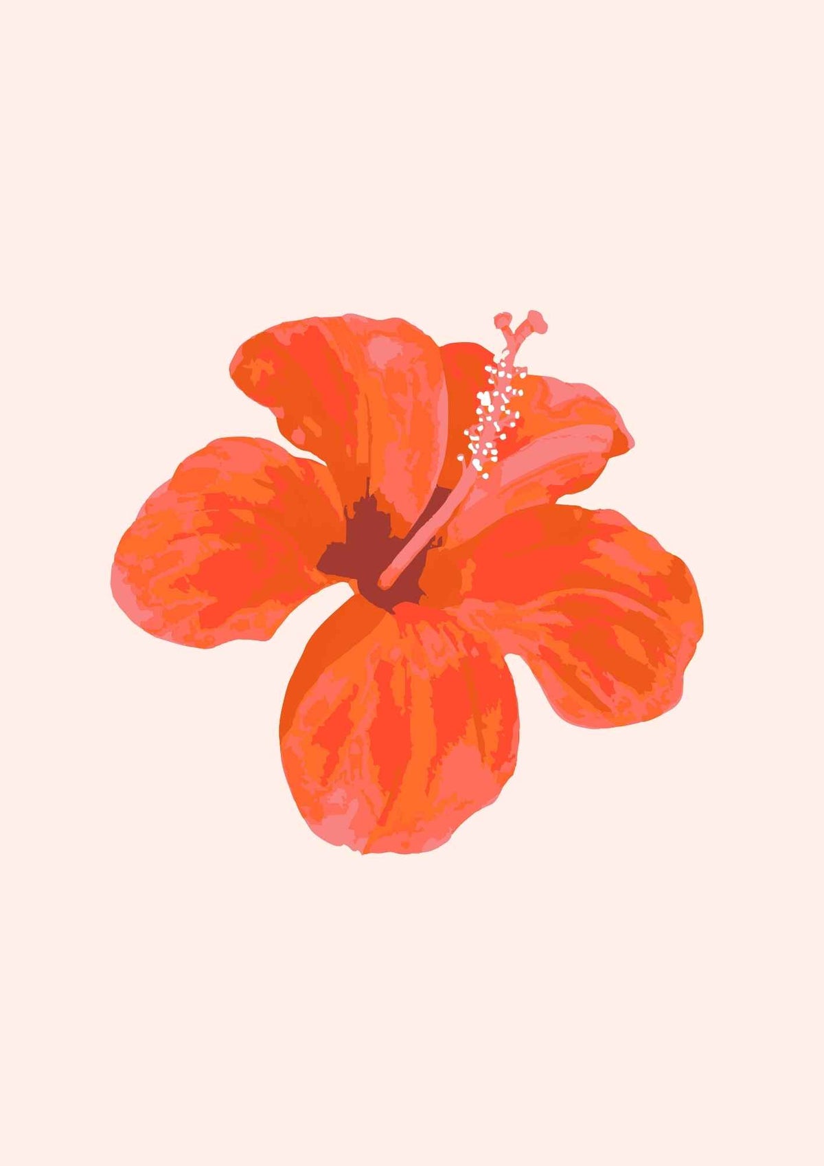 Hibiscus blomst