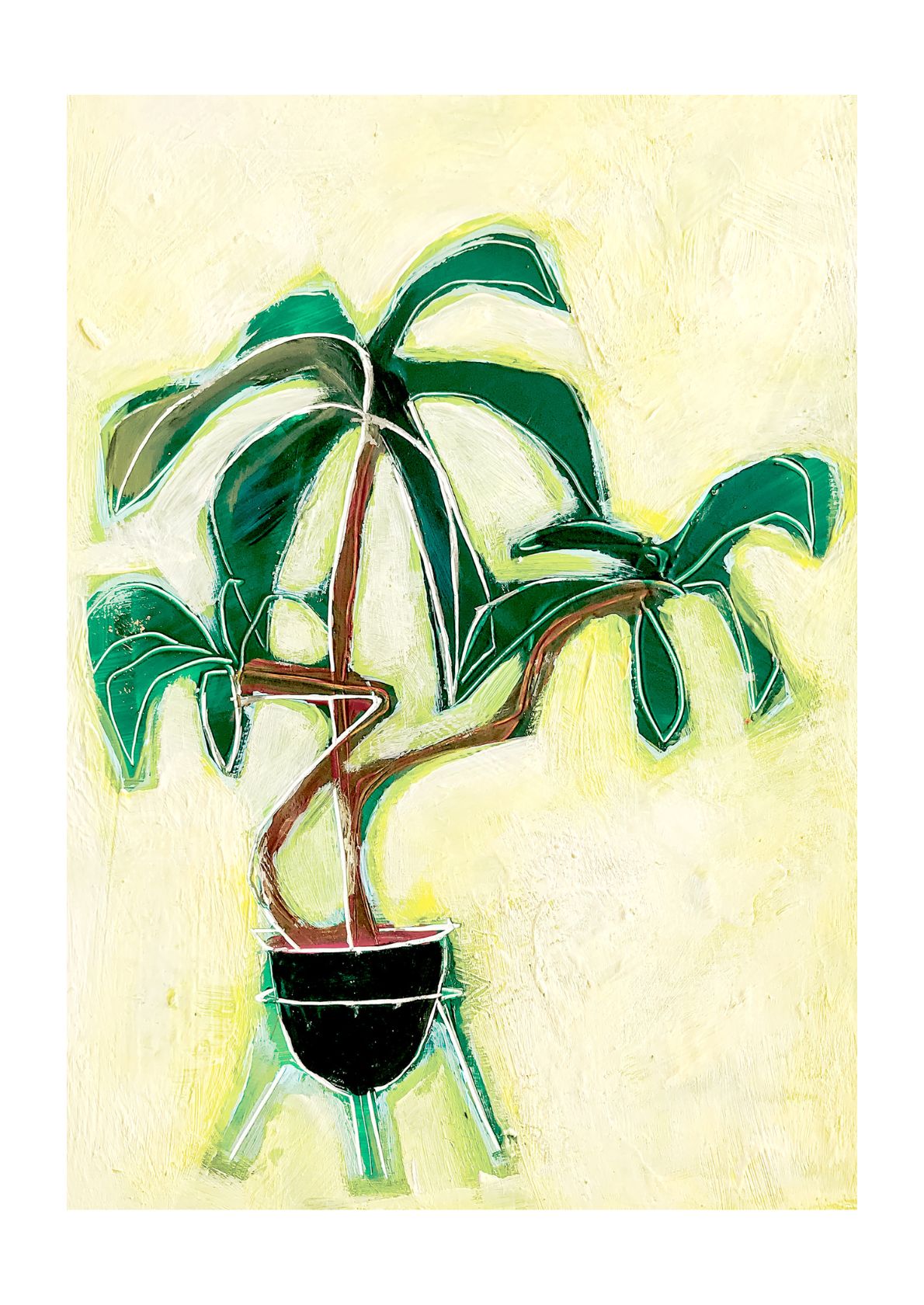 Palmeplante i potte