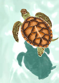 Skildpadde overflade