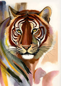Tiger Ansigt