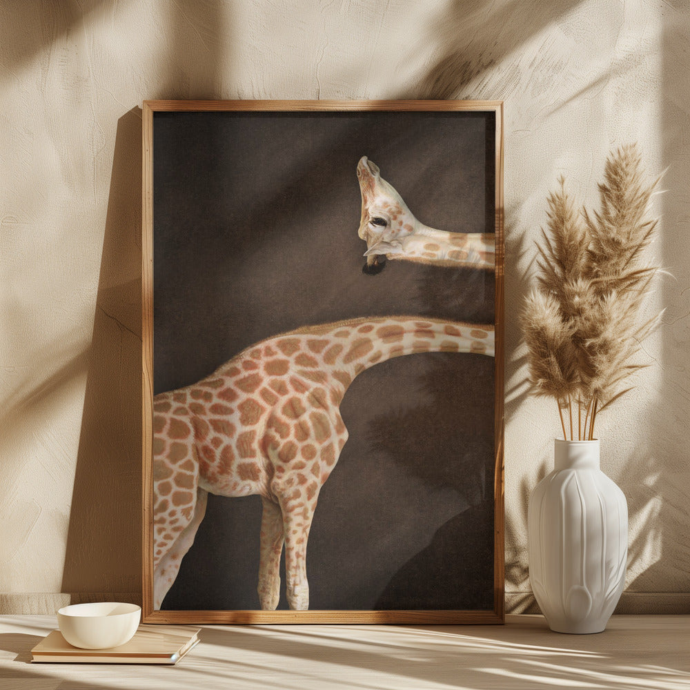 Giraffer i nærbillede