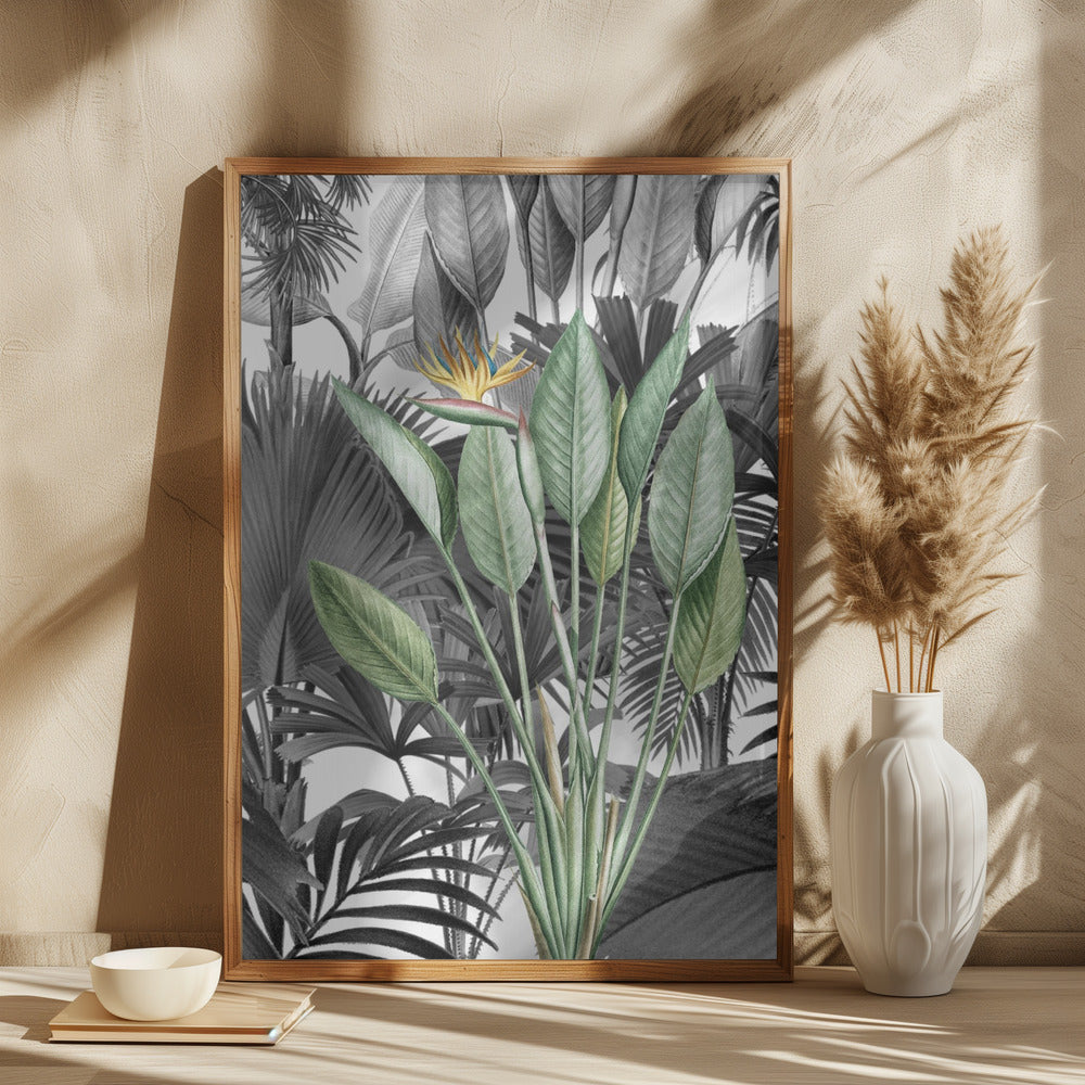 Strelitzia Blomst